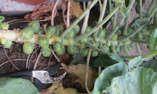 092213 brussels sprouts