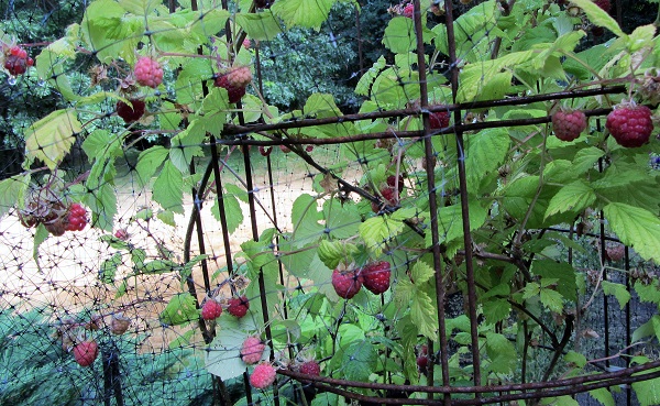 170716 raspberry plant